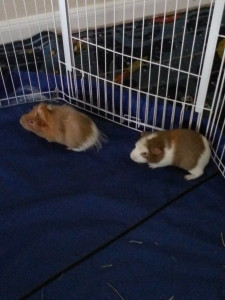 Guinea Pigs