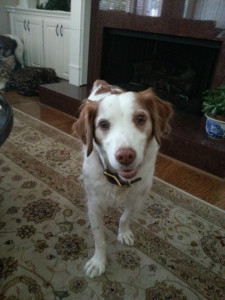 Calmer Springer Spaniel