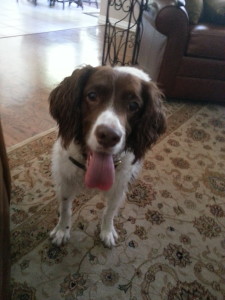 Springer Spaniel