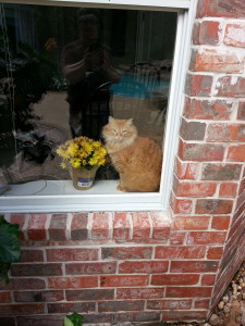 Two Kitties