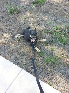 German Shepherd Puppy