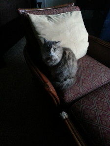 Kitty