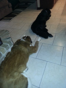 Big Babies