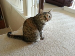 Eisley