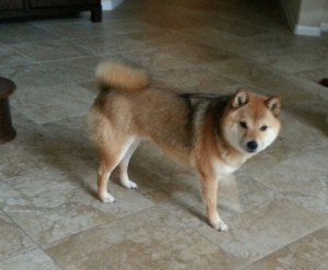 Shiba-Inu Dude