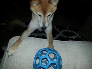 Shiba-Inu Lady