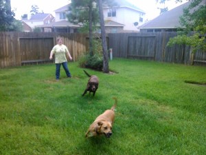 Lab and Ridgeback