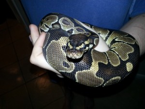 Silas