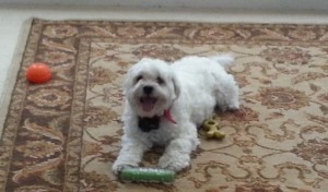 Teddy